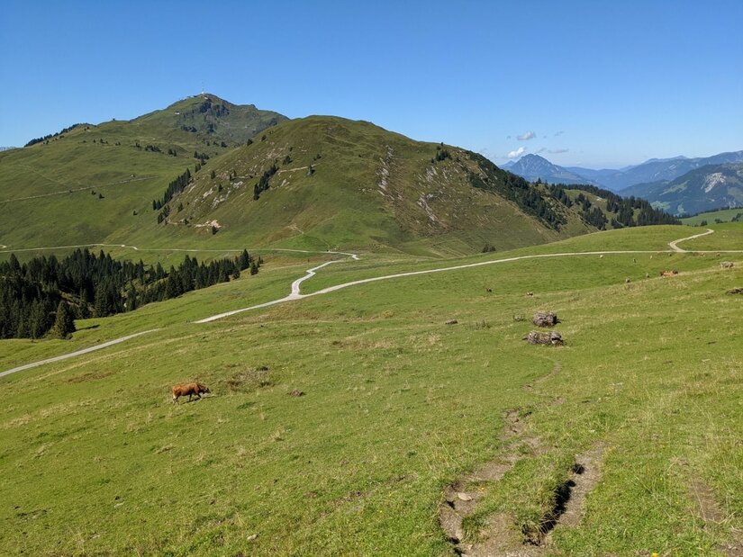 Grüne Almwiesen mit Schotterwegen und Bergen im Hintergrund unter blauem Himmel.