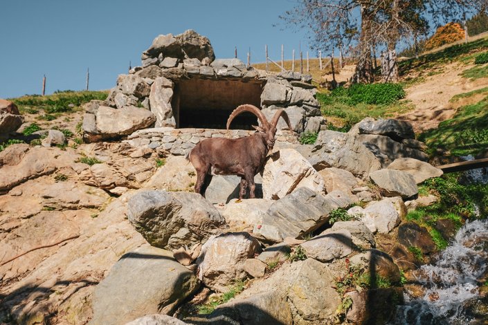 Animal on stones
