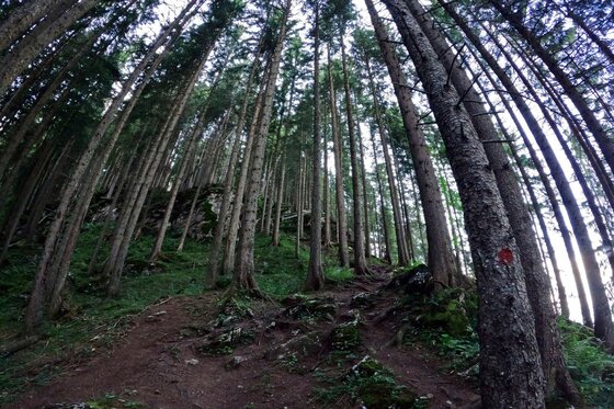 Waldaufstieg am Rechegg Blick von unten auf hohe Nadelbäume an einem steilen Waldhang mit Wanderpfad.