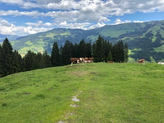 Kühe auf der Wiegalm Kühe grasen auf einer grünen Almwiese vor einem Nadelwald und Bergen.