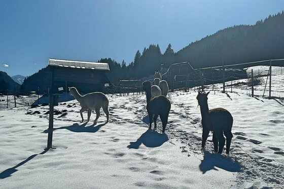Mehrere Alpakas auf einer verschneiten Weide vor einer Holzhütte und bewaldeten Bergen.