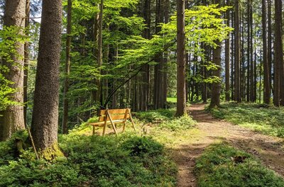 Rastplatz am Waldweg Pürsting Holzbank an einem schmalen Waldweg zwischen hohen Nadelbäumen.