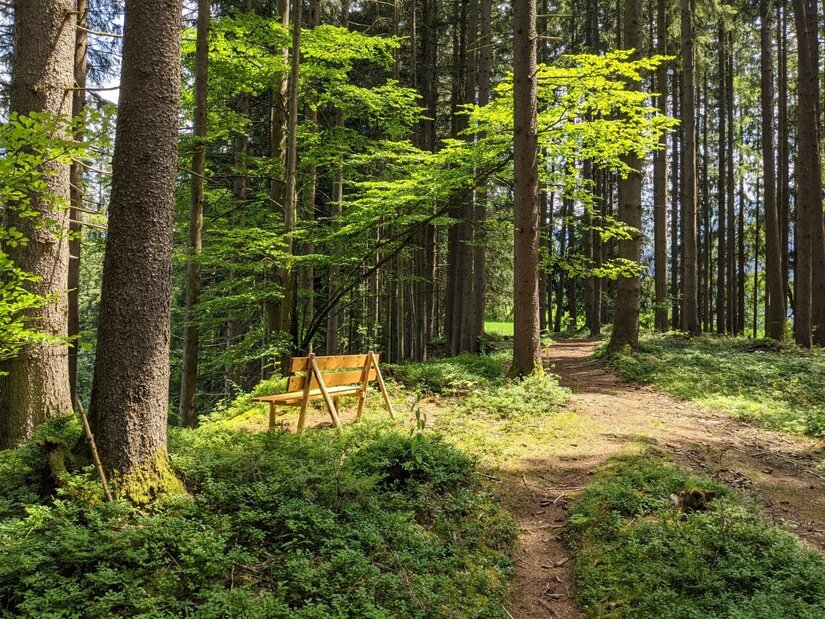 Holzbank an einem schmalen Waldweg zwischen hohen Nadelbäumen.