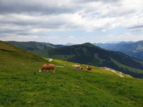 Braune Kühe grasen auf einer grünen Almwiese vor bewaldeten Bergen unter bewölktem Himmel.