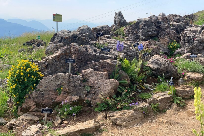 Ein felsiger Garten mit bunten Blumen und Pflanzen. Im Hintergrund sind Berge und ein klarer Himmel sichtbar.