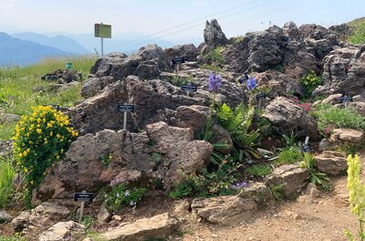 Alpenblumengarten Ein felsiger Garten mit bunten Blumen und Pflanzen. Im Hintergrund sind Berge und ein klarer Himmel sichtbar.