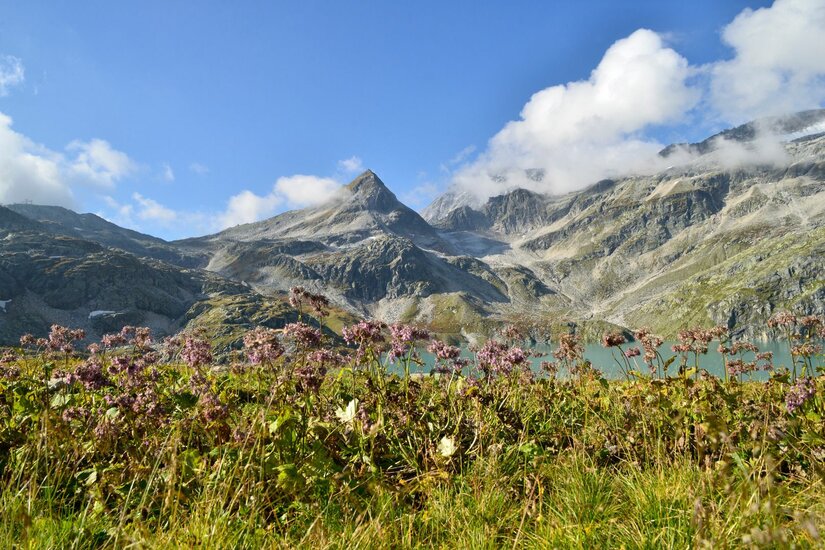 Nationalpark Hohe Tauern Weißsee Blick über eine Bergwiese mit rosa Blumen auf einen See und felsige Berggipfel unter blauem Himmel.