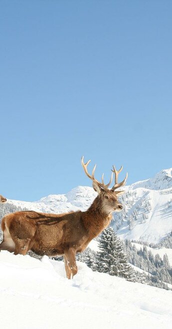 Wildpark Winter