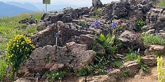 Alpenblumengarten am Kitzbüheler Horn