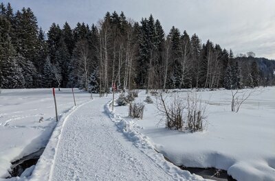 Winterwanderweg im Bichlach Präparierter Winterwanderweg führt über eine verschneite Fläche auf einen Nadelwald zu.