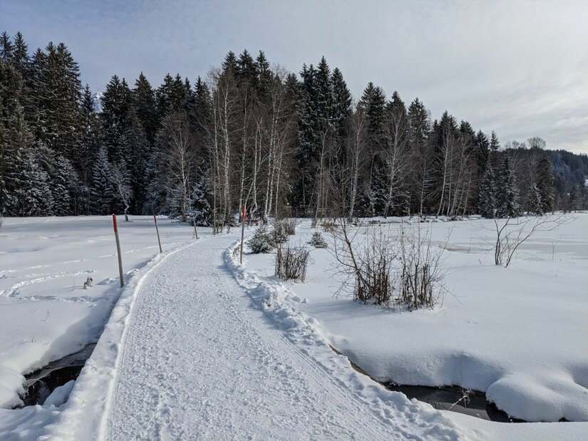 Winterwanderweg im Bichlach Präparierter Winterwanderweg führt über eine verschneite Fläche auf einen Nadelwald zu.