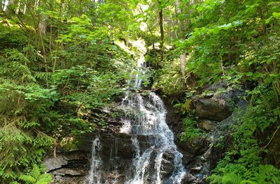 Ein kleiner Wasserfall fließt über dunkle Felsen inmitten eines dichten, grünen Mischwaldes.