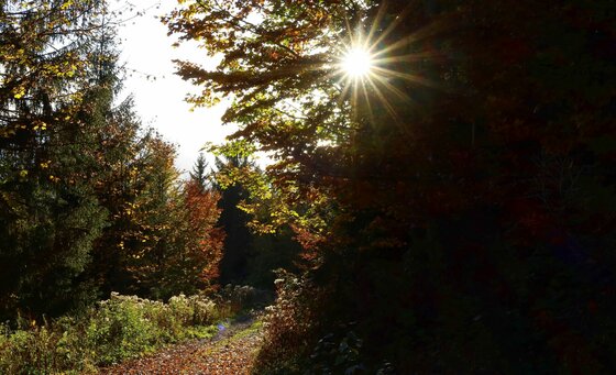 Höhenweg Reith im Herbst Sonneneinstrahlung durch herbstliche Baumkronen an einem Waldweg.