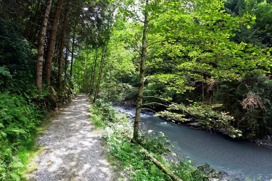 Wanderweg am Bachlauf Ein geschotterter Wanderweg verläuft flach neben einem fließenden Bach durch einen dichten Mischwald.
