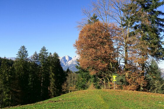 Wanderweg am Lebenberg Wanderweg auf einer Wiese mit herbstlichen Bäumen und Blick auf schneebedeckte Berggipfel unter blauem Himmel.