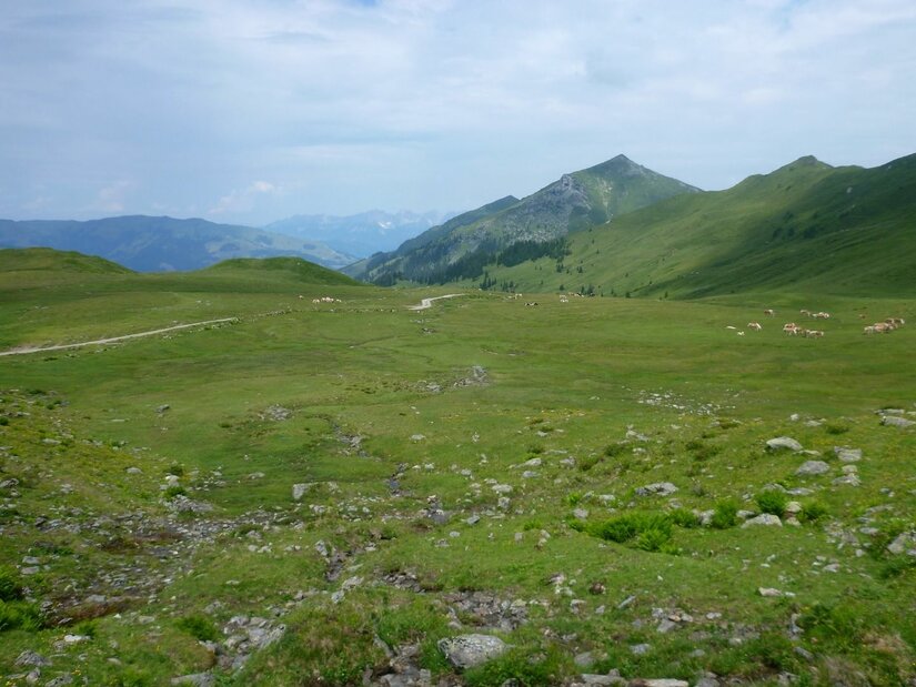 Almlandschaft beim Kuhkaser Weite alpine Graslandschaft mit Wanderweg, grasenden Kühen und Berggipfeln unter bewölktem Himmel.