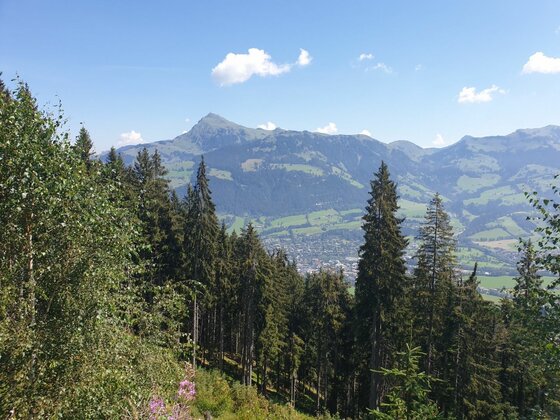 Aussicht am Kreuzweg Blick durch Nadelbäume auf ein bewaldetes Gebirgsmassiv mit einem markanten Gipfel unter blauem Himmel.