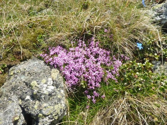 Alpenblumen am Kitzbüheler Horn Rosa Alpenblumen wachsen zwischen grauen Steinen und trockenem Gras.