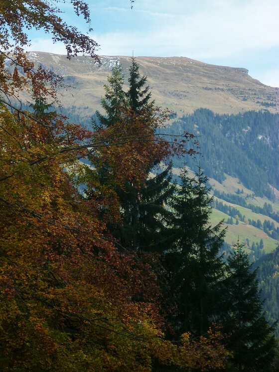 Blick auf die Trattenbachalm Blick durch herbstliche Laubbäume und Nadelbäume auf einen grasbewachsenen Bergrücken unter blauem Himmel.