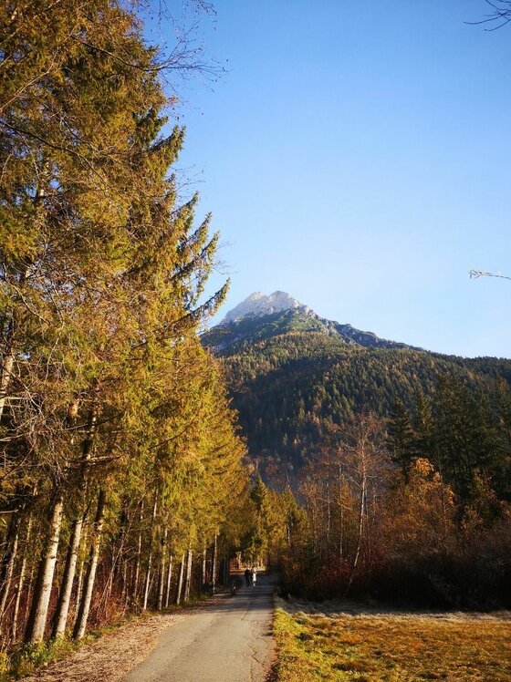 Wanderweg an der Pillersee-Runde Asphaltierter Wanderweg gesäumt von Nadelbäumen mit Blick auf einen bewaldeten Berg unter blauem Himmel.