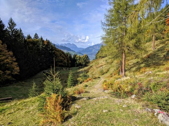 Schützkogel Alpinsteig Schmaler Wanderpfad an einem Grashang mit Nadelbäumen und Blick auf entfernte Berge unter blauem Himmel.