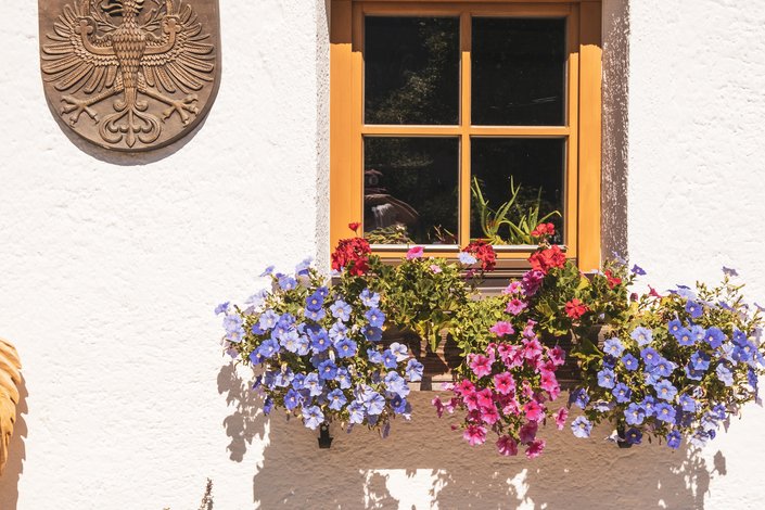 Flowers in front of a window