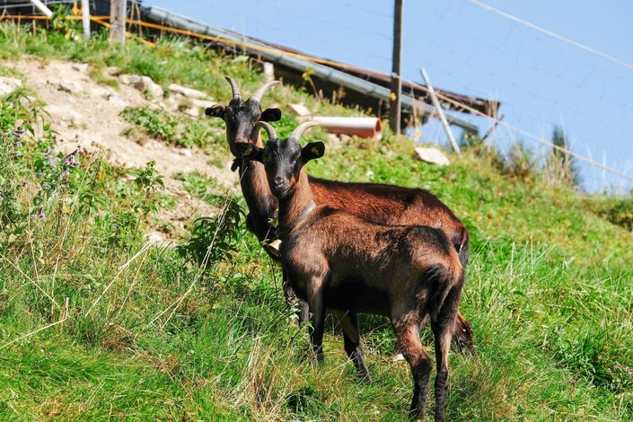 Ziegen auf der Alm