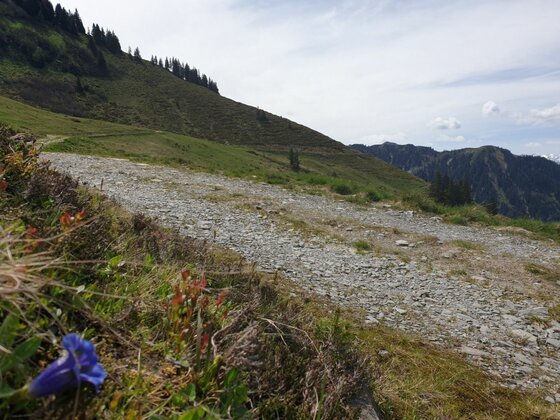 Schotterweg bei der Wildalm Schotterweg an einem Grashang im Gebirge mit einer blauen Blume im Vordergrund.
