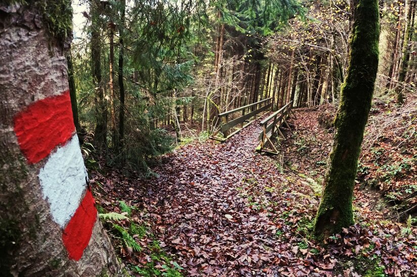 Wanderweg im Wildpark Waldweg mit rot-weißer Markierung an einem Baumstamm und einer Holzbrücke im Hintergrund.