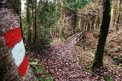 Wanderweg im Wildpark Waldweg mit rot-weißer Markierung an einem Baumstamm und einer Holzbrücke im Hintergrund.