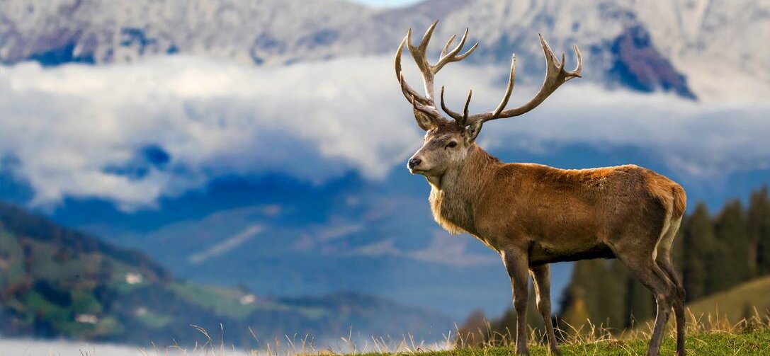 Wildpark