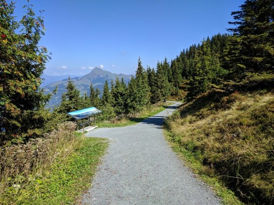 Wanderweg mit Aussichtspunkt Schotterweg am Berghang mit Informationstafel, Nadelbäumen und Blick auf einen Berggipfel unter blauem Himmel.