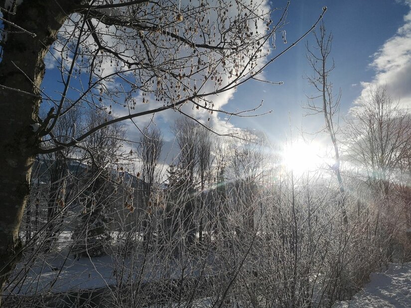 Winterlicher Buchenwald Verschneite Äste und Bäume im Gegenlicht der Wintersonne vor blauem Himmel.