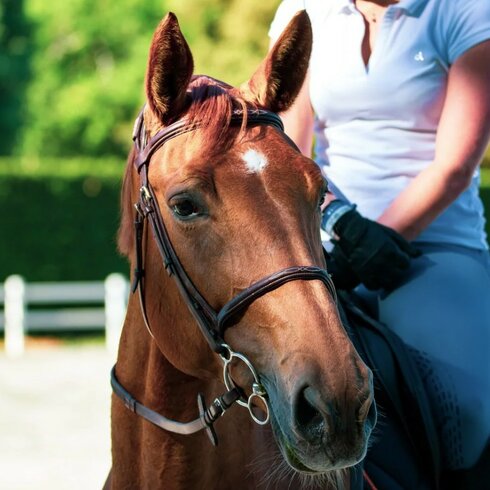 Horseback Riding in Kitzbühel
