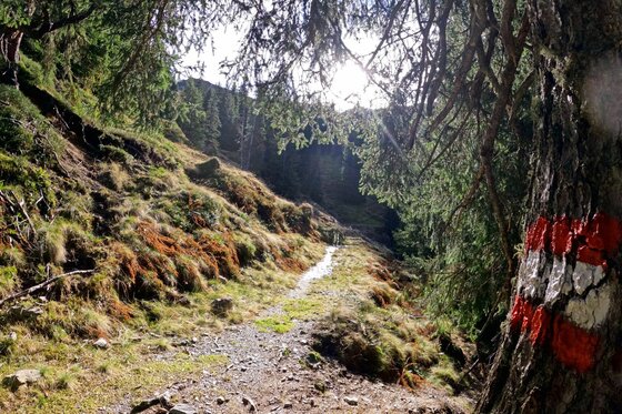 Schmaler Wanderweg am Hang mit rot-weißer Markierung an einem Baumstamm im Vordergrund.