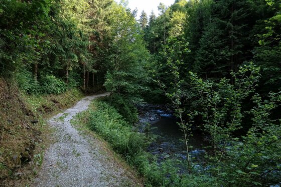 Auberg Trail Waldweg Ein schmaler Schotterweg führt durch einen dichten Nadelwald entlang eines kleinen Bachlaufs.