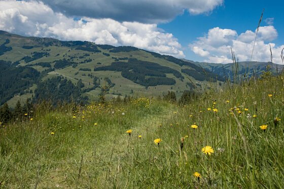 Wildalmschleife Bergwiese Blick über eine Bergwiese mit gelben Blumen auf bewaldete Berghänge unter bewölktem Himmel.