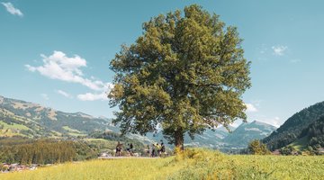 Baum