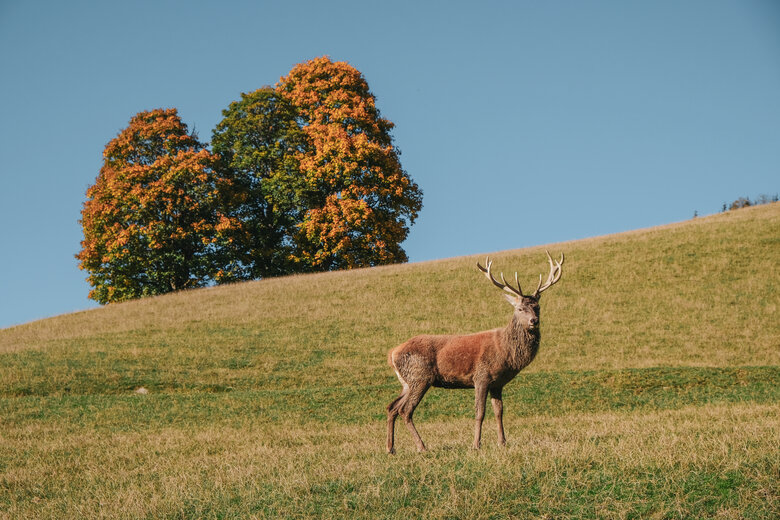 [Translate to EN:] Wildpark Aurach 