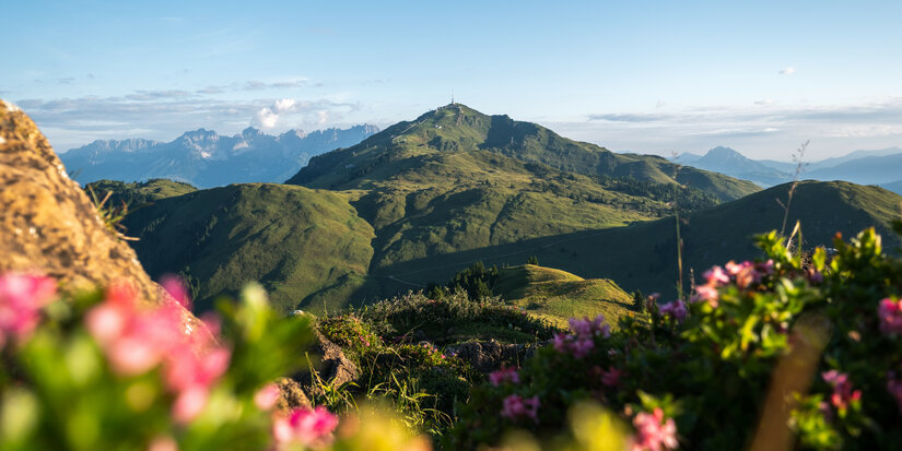 Eine atemberaubende Berglandschaft mit sanften Hügeln und blühenden Pflanzen im Vordergrund, unter einem klaren blauen Himmel.