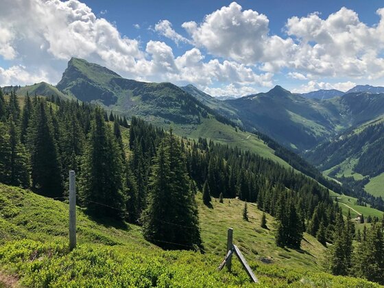 Bichlalm Gratwanderung Blick über bewaldete Berghänge auf markante Alpengipfel unter bewölktem Himmel.
