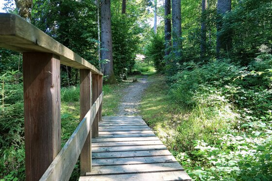 Ganslern Trail Holzsteg Holzsteg führt auf einen schmalen Waldpfad zwischen hohen Nadelbäumen.