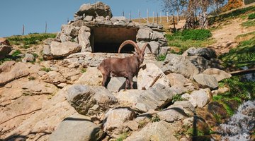 Animal on stones
