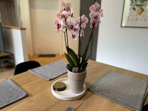 Rosa Orchidee in einem grauen Topf auf einem Holztisch mit Platzsets.