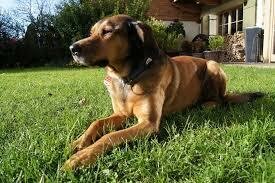 Hund auf einer Wiese Ein brauner Hund liegt auf einer grünen Wiese vor einem Haus.