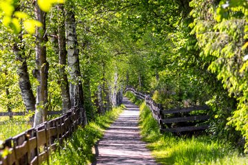 Sonnenweg durch Baum Allee 