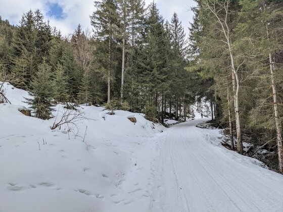 Verschneiter Forstweg führt durch einen Nadelwald in den Alpen.