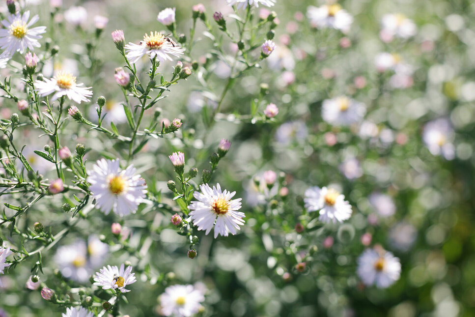 Discover the Alpine Flower Garden in Kitzbühel - White Flowers