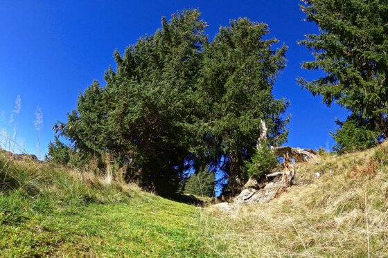 Almwiese am Horn Südberge Grüne Almwiese mit Nadelbäumen unter blauem Himmel.