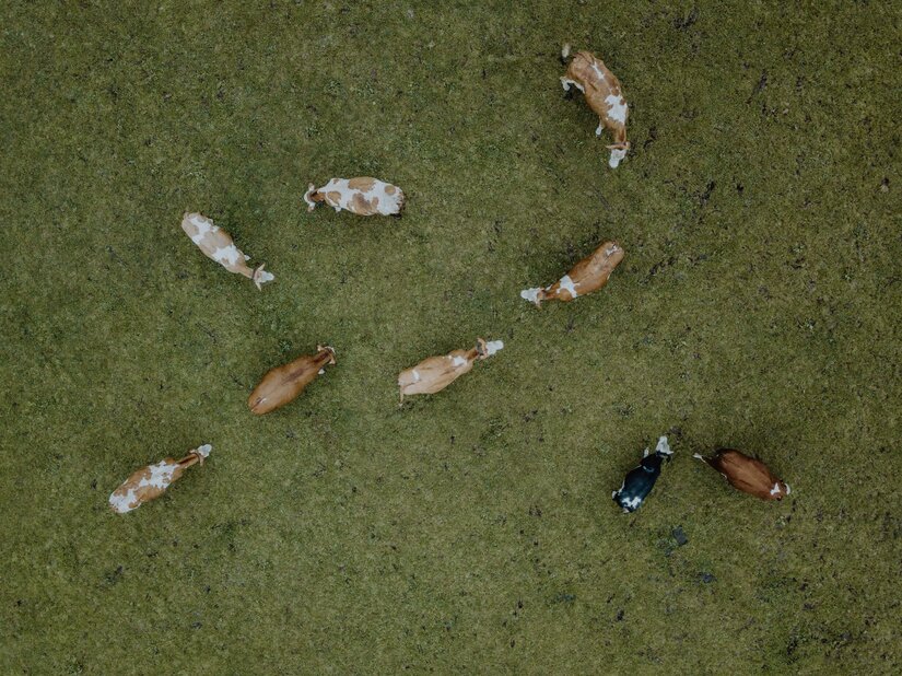 <p>Eine Gruppe von Kühen auf einer grünen Wiese. Einige Kühe sind braun und andere schwarz-weiß.</p>